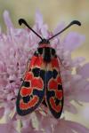 Zygaena fausta