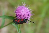 Zygaena trifolii