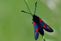 Zygaena trifolii