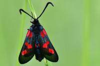 Zygaena trifolii