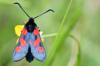 Zygaena trifolii