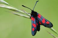 Zygaena trifolii
