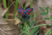 Zygaena filipendulae