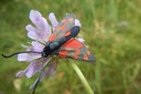 Zygaena filipendulae