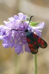Zygaena filipendulae