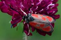 Zygaena loti