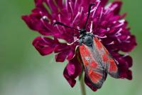 Zygaena loti