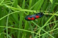 Zygaena trifolii
