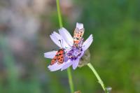 Zygaena fausta