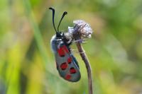 Zygaena rhadamanthus