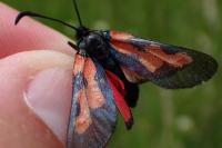 Zygaena trifolii