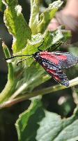 Zygaena nevadensis