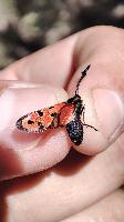 Zygaena hilaris