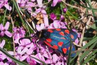 Zygaena anthyllidis