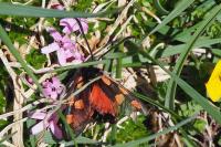 Zygaena anthyllidis