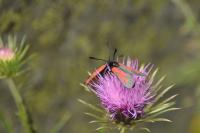 Zygaena purpuralis
