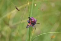 Zygaena trifolii