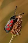 Zygaena loti