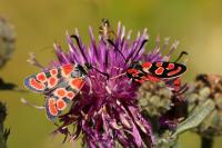 Zygaena carniolica