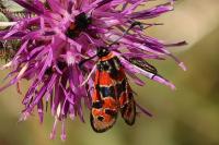 Zygaena fausta