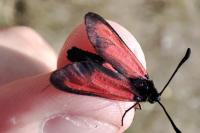 Zygaena erythrus