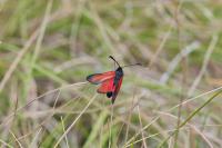 Zygaena erythrus