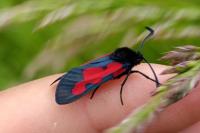 Zygaena trifolii