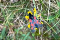 Zygaena trifolii