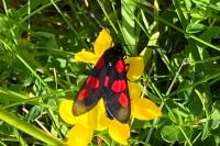 Zygaena trifolii