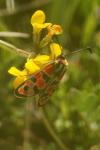 Zygaena fausta