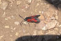 Zygaena romeo