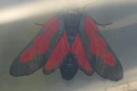 Zygaena trifolii