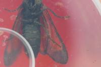 Zygaena trifolii