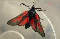 Zygaena trifolii