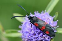 Zygaena trifolii