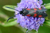 Zygaena trifolii