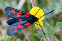 Zygaena trifolii