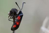Zygaena trifolii