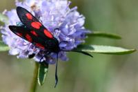 Zygaena trifolii