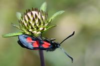 Zygaena trifolii