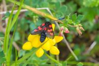 Zygaena trifolii