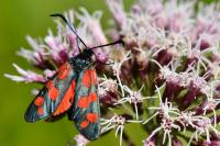Zygaena filipendulae
