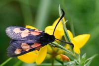 Zygaena trifolii