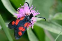 Zygaena trifolii