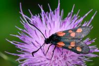 Zygaena trifolii