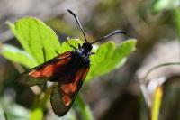 Zygaena trifolii