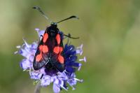 Zygaena trifolii