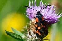 Zygaena transalpina
