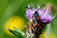 Zygaena transalpina