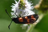 Zygaena transalpina